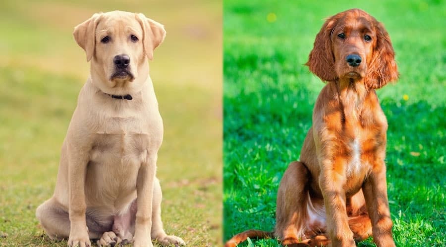 Solemn Dogs Sitting Outdoors