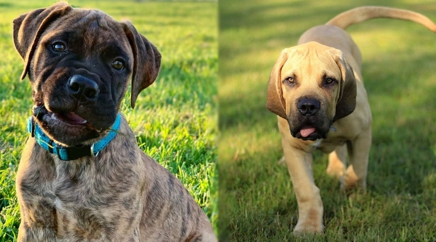 South African Mastiff and Bullmastiff Puppies Outside