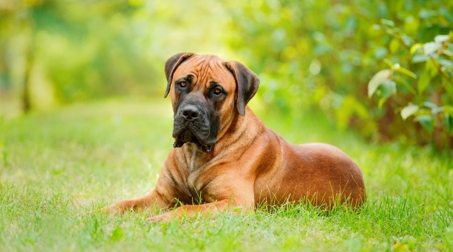 South African Mastiff in Grass