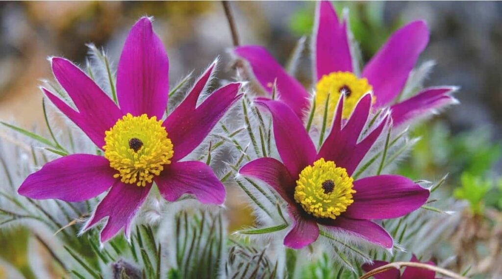 Pasque Flower