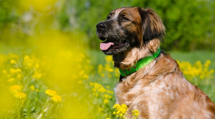 Spangold Retriever