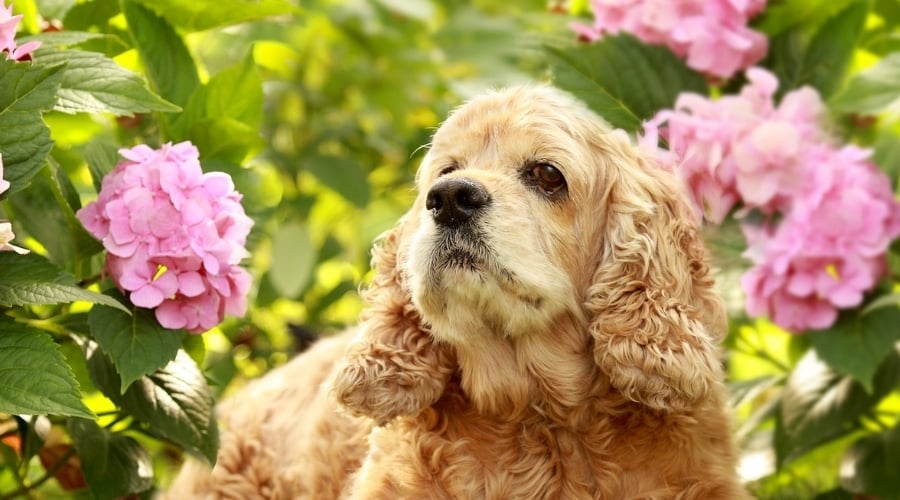 Spaniel With Pink Flowers