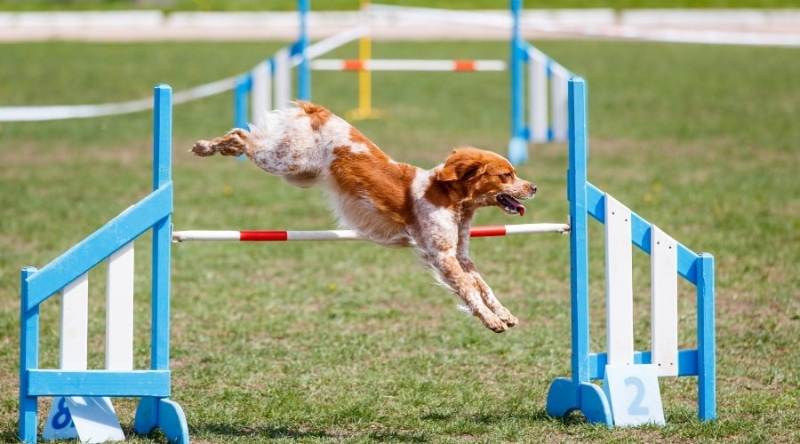 Sporty Dog Jumping Over Obstacle