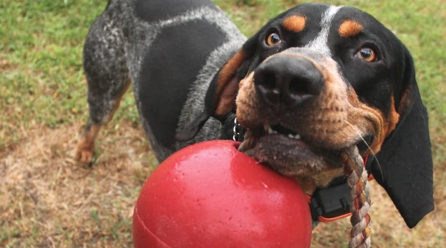 Spotted Black, Brown and White Dog with Toy in Mouth