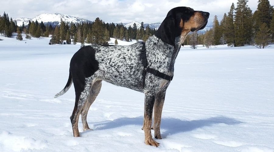 Spotted Black and White Dog in the Snow