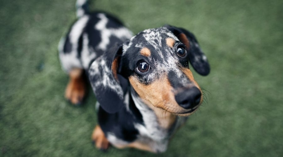Spotted Dachshund