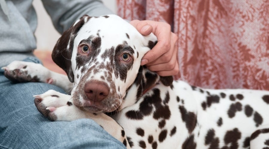 Spotted Dog Being Pet by a Human