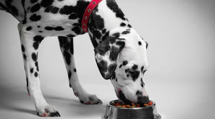 Spotted Dog Eating Dog Food