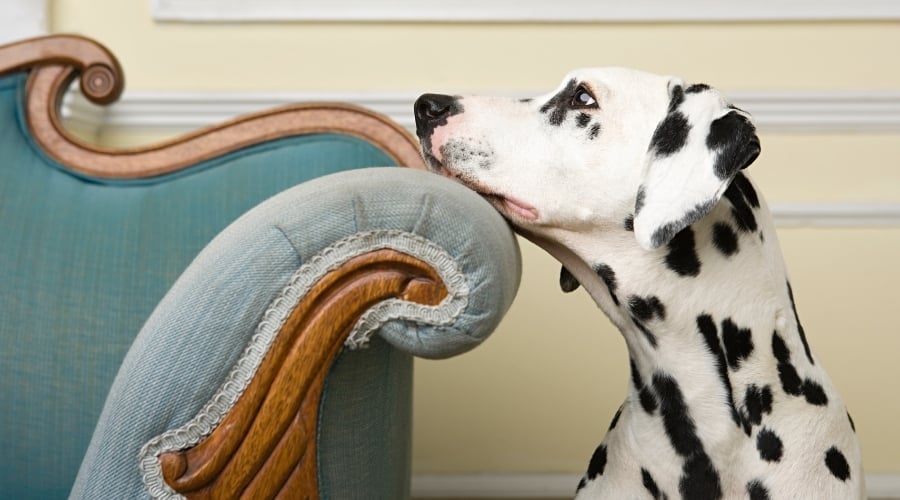 Spotted Dog Resting Its Head on a Sofa Arm