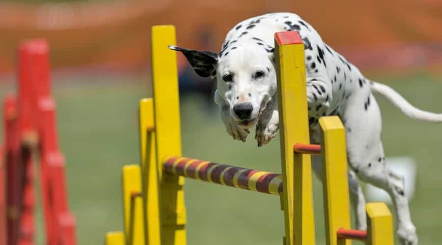 Spotted Dog Running an Agility Course