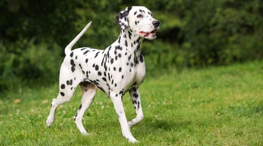 Spotted Dog Standing in Grass