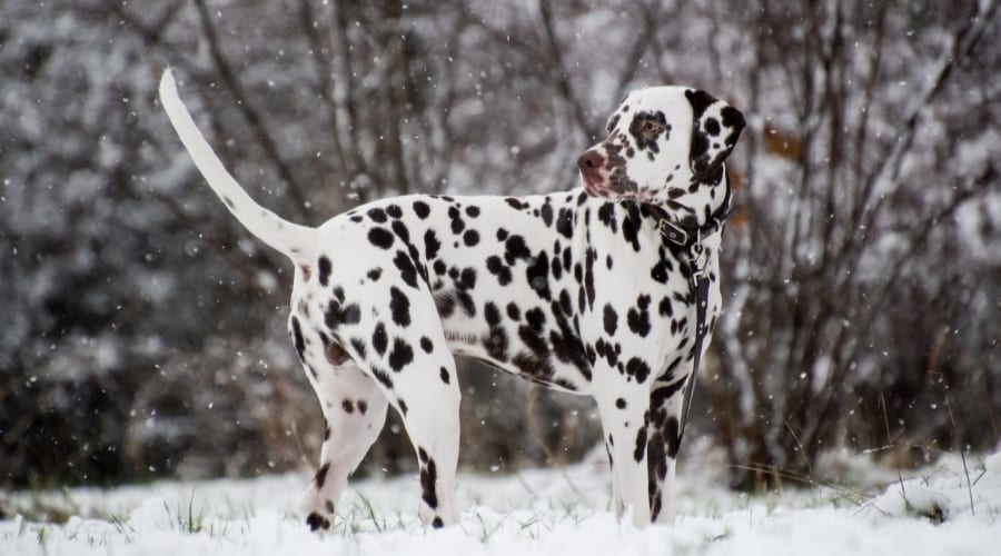 Spotted Dog Standing in the Snow