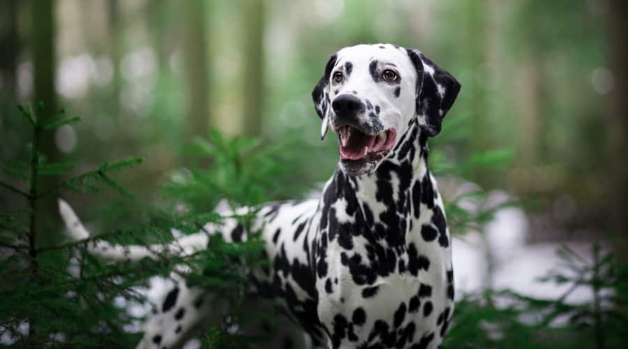 Spotted Dog Standing in the Woods