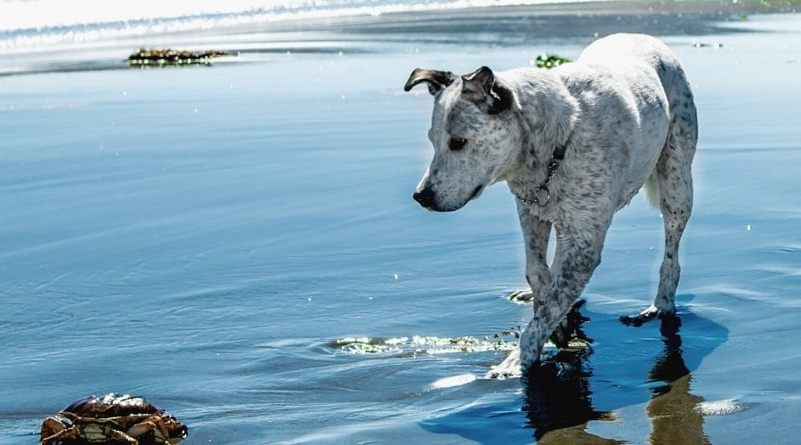 Spotted Dog Walking Along Beach