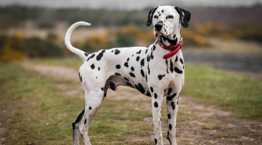 Spotted Dog With a Red Collar