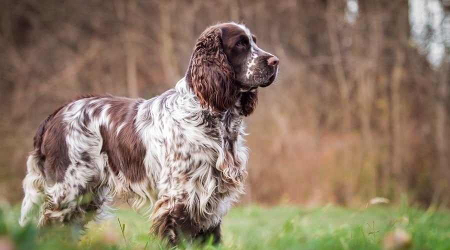 Spotted Dog in a Field