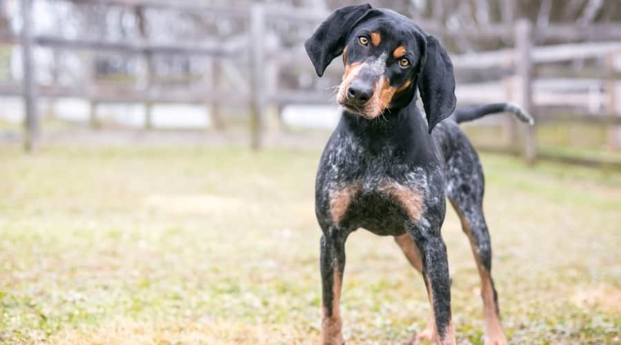 Spotted Dog with Black Ears Tilting Head