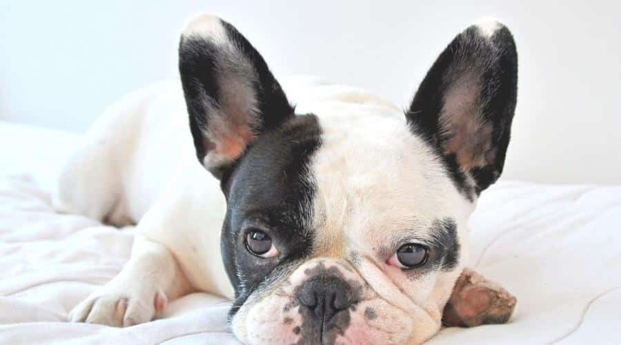 Spotted French Bulldog sleeping on a bed
