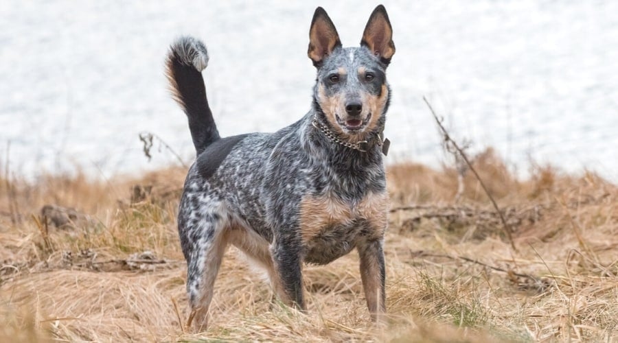 Spotted Gray Dog Standing in Dry Grass