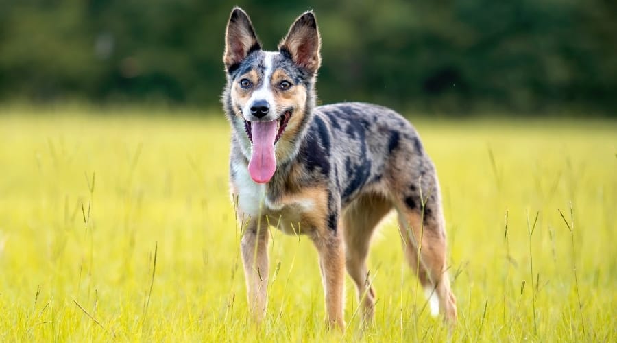 Spotted Gray, White, Black and Tan Dog Standing in Grass