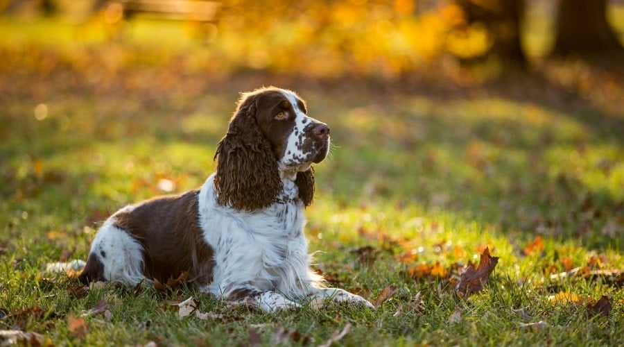 Spotted Liver Dog in Sphinx Pose Outdoors
