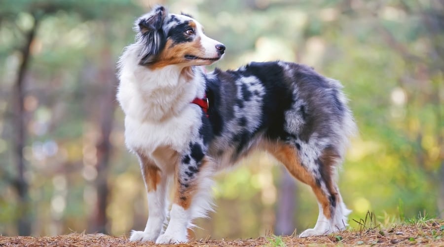 Spotted Long Hair Dog in Forest