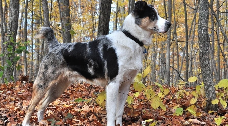 Spotted Mixed Cattle Dog Standing in Forest