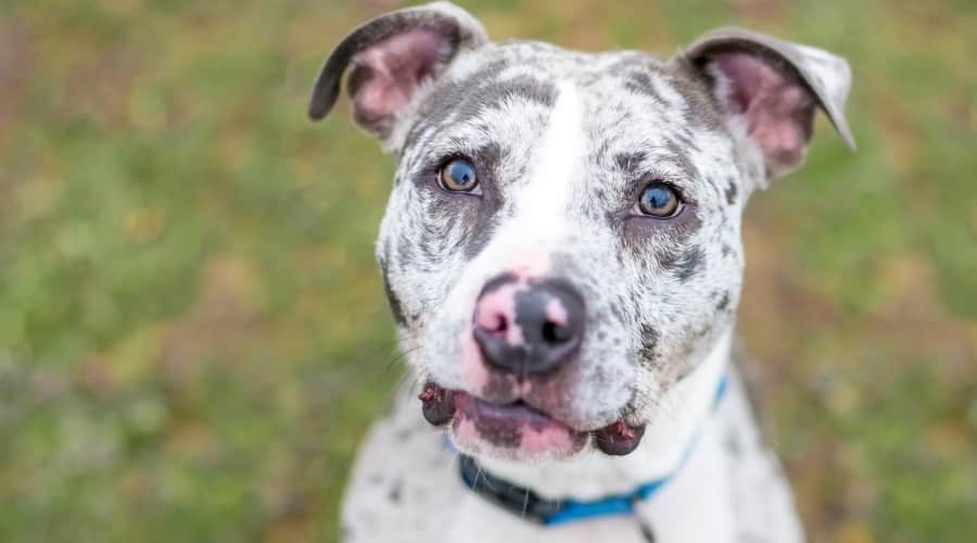 Spotted Pitahoula