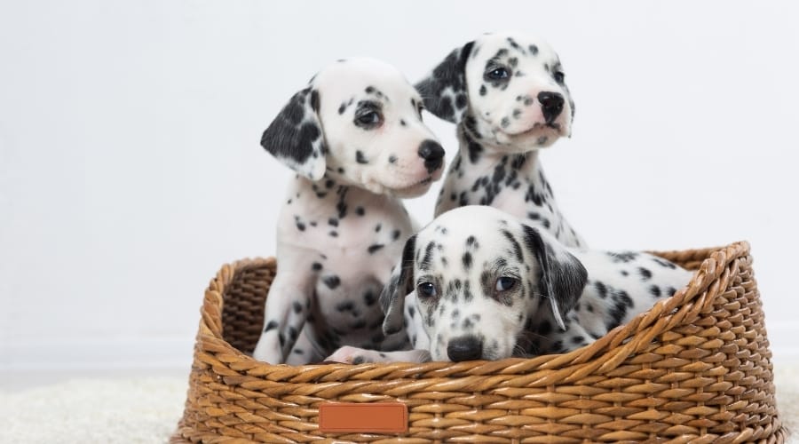 Spotted Puppies in a Basket