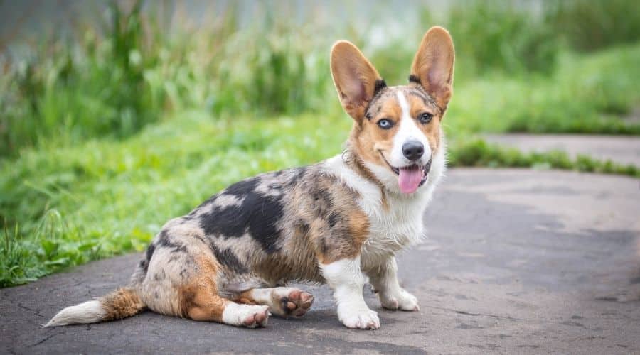 Spotted dog sitting outside
