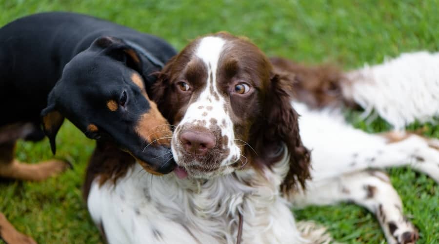 Springer Spaniel & Dachshund playing in grass