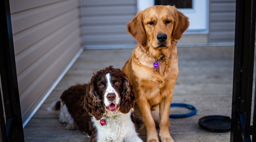 Springer Spaniel & Golden Retriever sitting at door