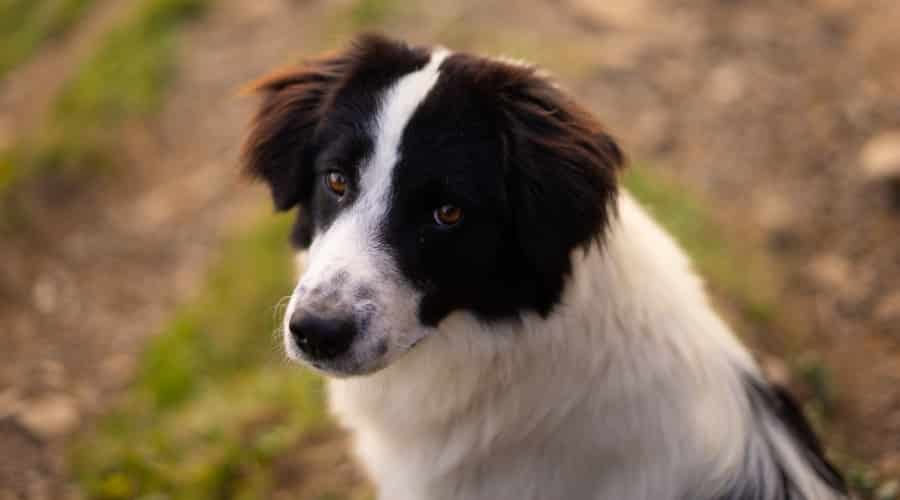 Springer Spaniel Sheepdog looking at camera outside