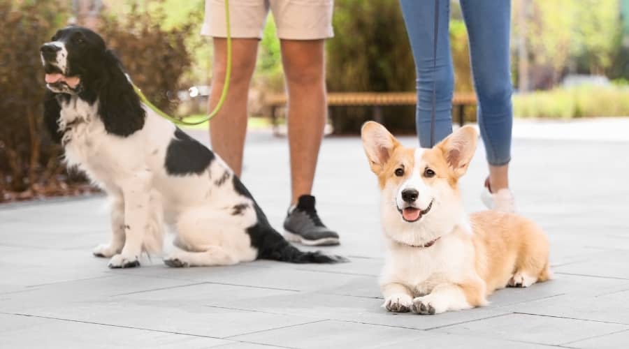 Springer Spaniel & Welsh Corgi walked by owners on leashes
