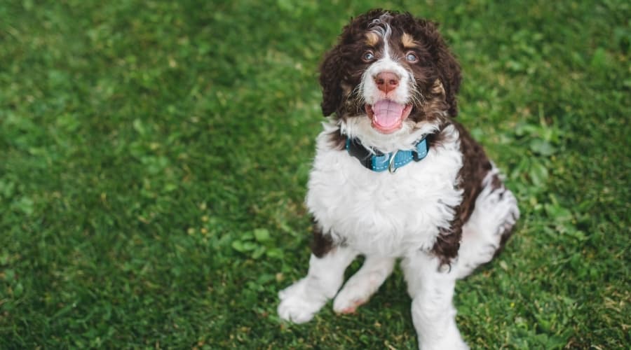 Springerdoodle sitting outdoors