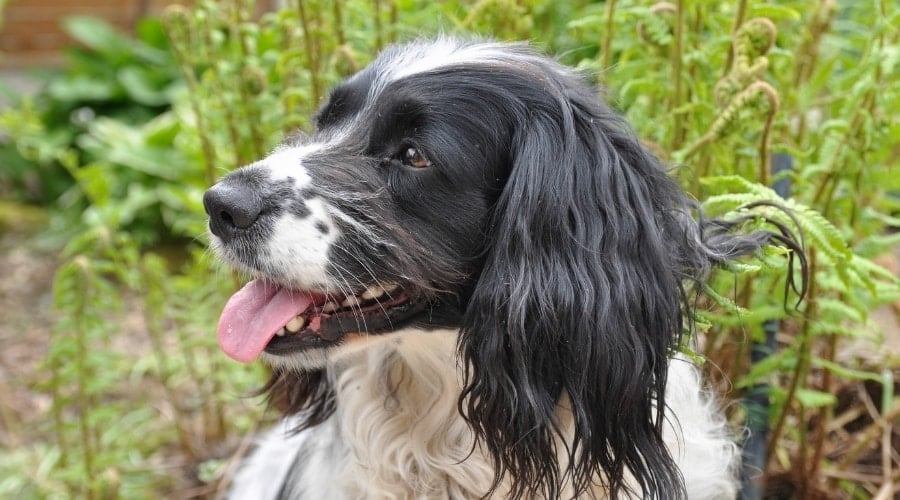 Sprocker Spaniel sitting outside in grass