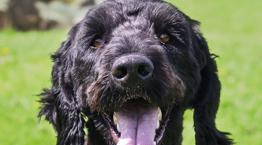 Sproodle black close up of face outside