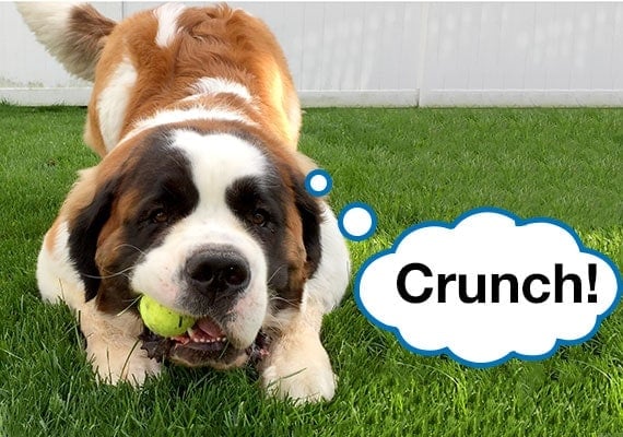 St. Bernard crunching and breaking tennis ball in powerful jaws.