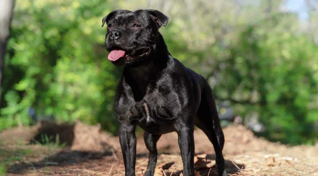  Staffordshire Bull Terrier breed, black color, smiling face, tongue out, proud look