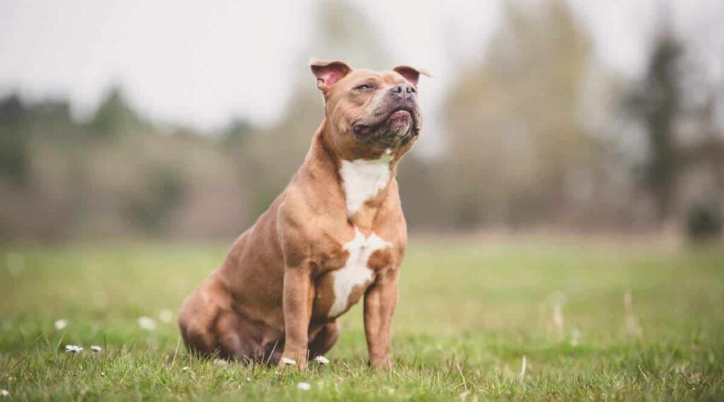 Staffordshire Bull Terrier sitting in grass.