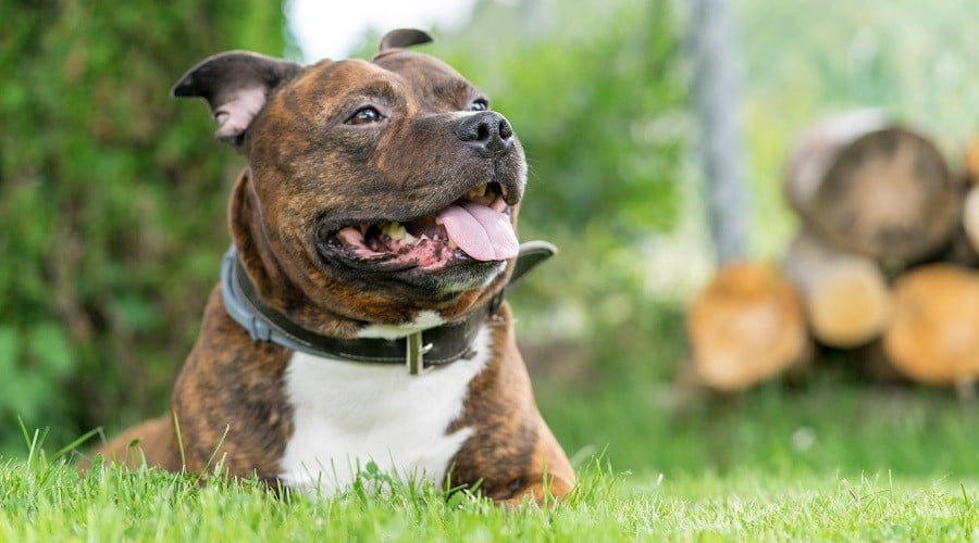 Staffordshire Bull Terrier