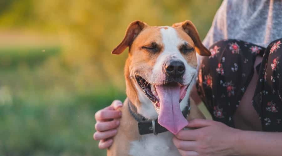 Staffordshire Terrier Outdoors Near Human