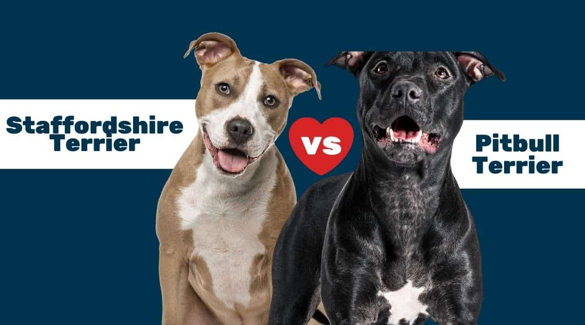 American Staffordshire Terrier vs. American Pit Bull Terrier