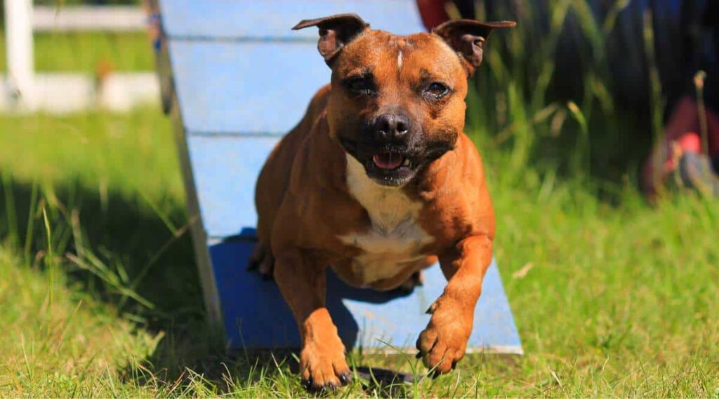 Staffordshire bull terrier agility