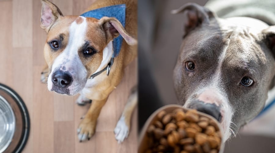 Staffy and Pit Waiting For Food