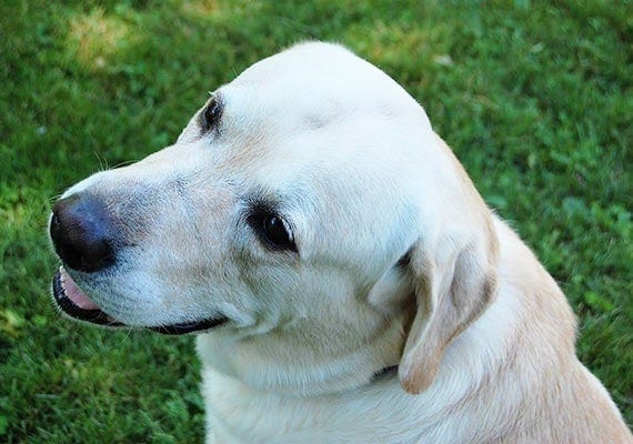 Stainless steel dog bowl tester Tucker the Yellow Labrador Retriever