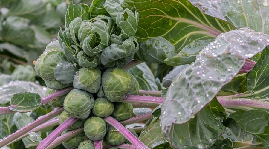 Stalk of Brussels sprouts