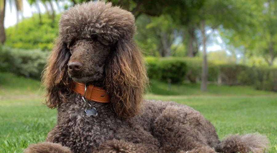 Standard Poodle