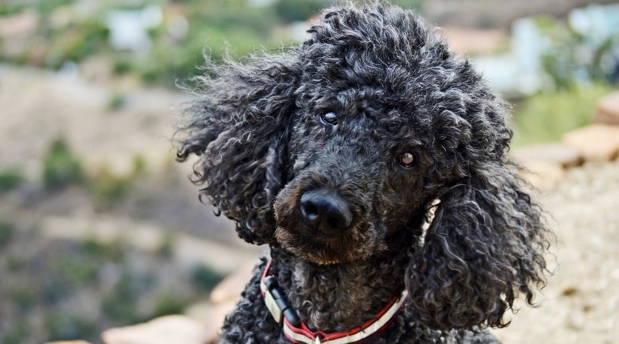 Standard Poodle Dog Outdoors Black