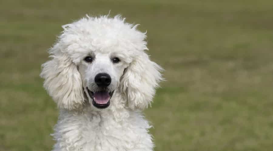Standard Poodle Outdoors